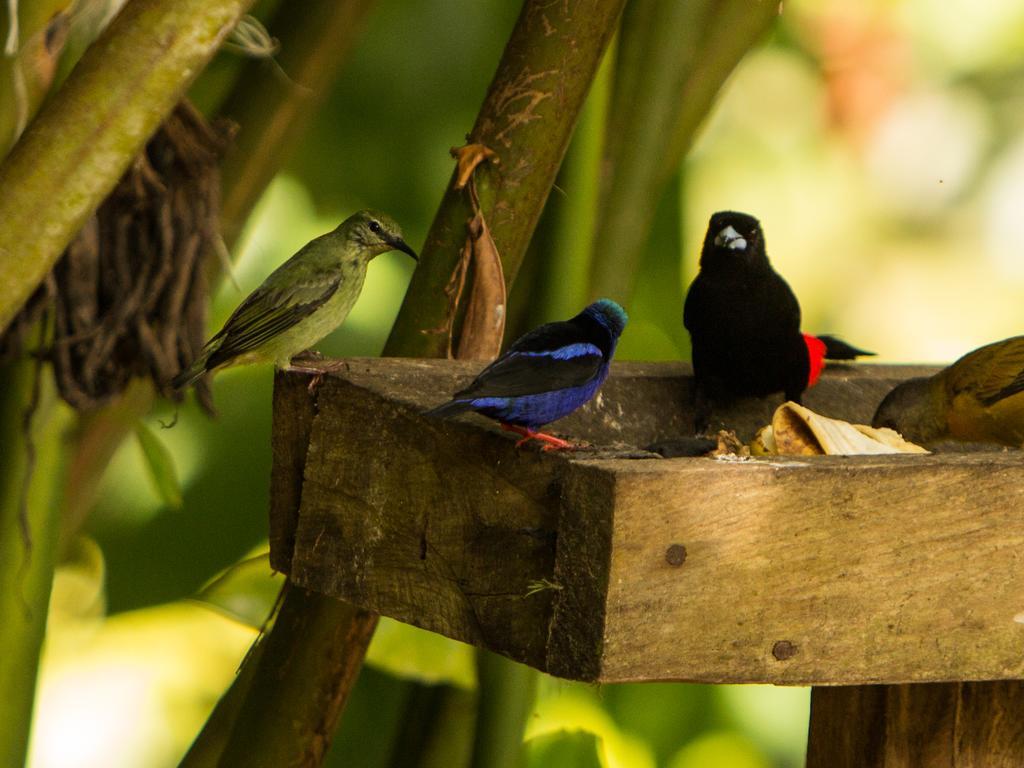 Finca Verde Lodge Bijagua Ngoại thất bức ảnh