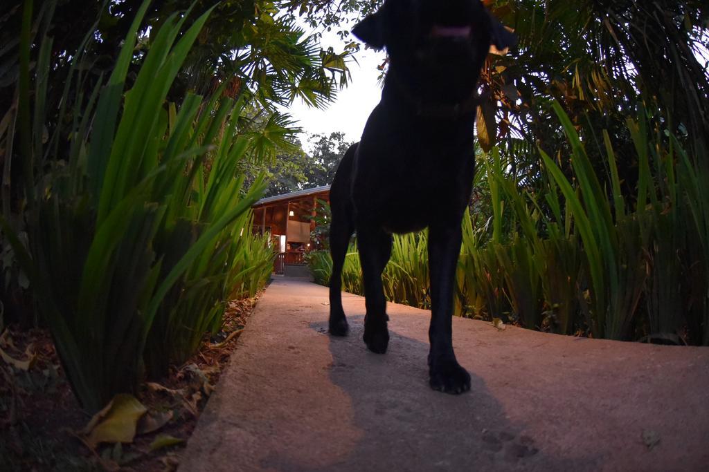 Finca Verde Lodge Bijagua Ngoại thất bức ảnh