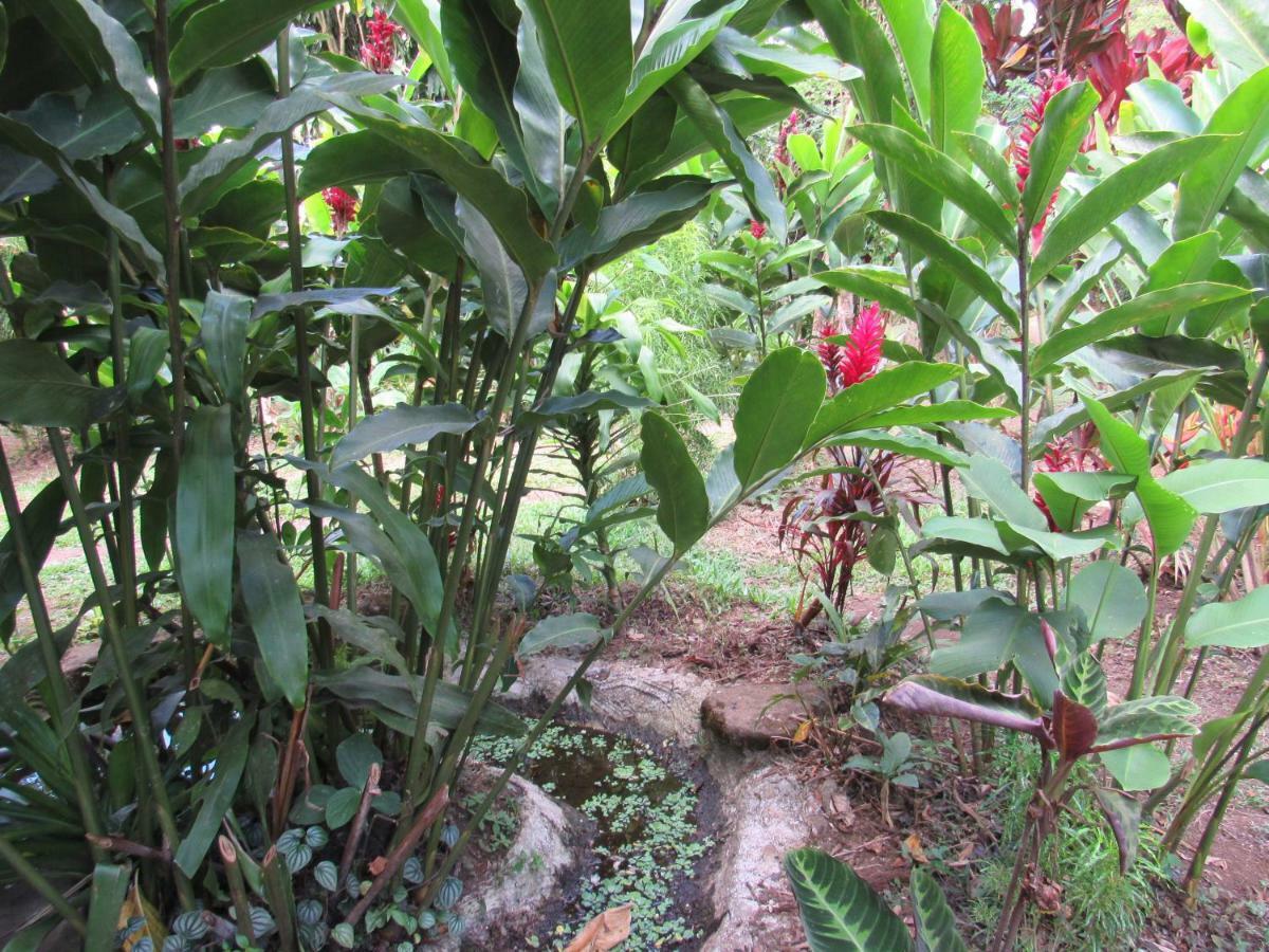 Finca Verde Lodge Bijagua Ngoại thất bức ảnh