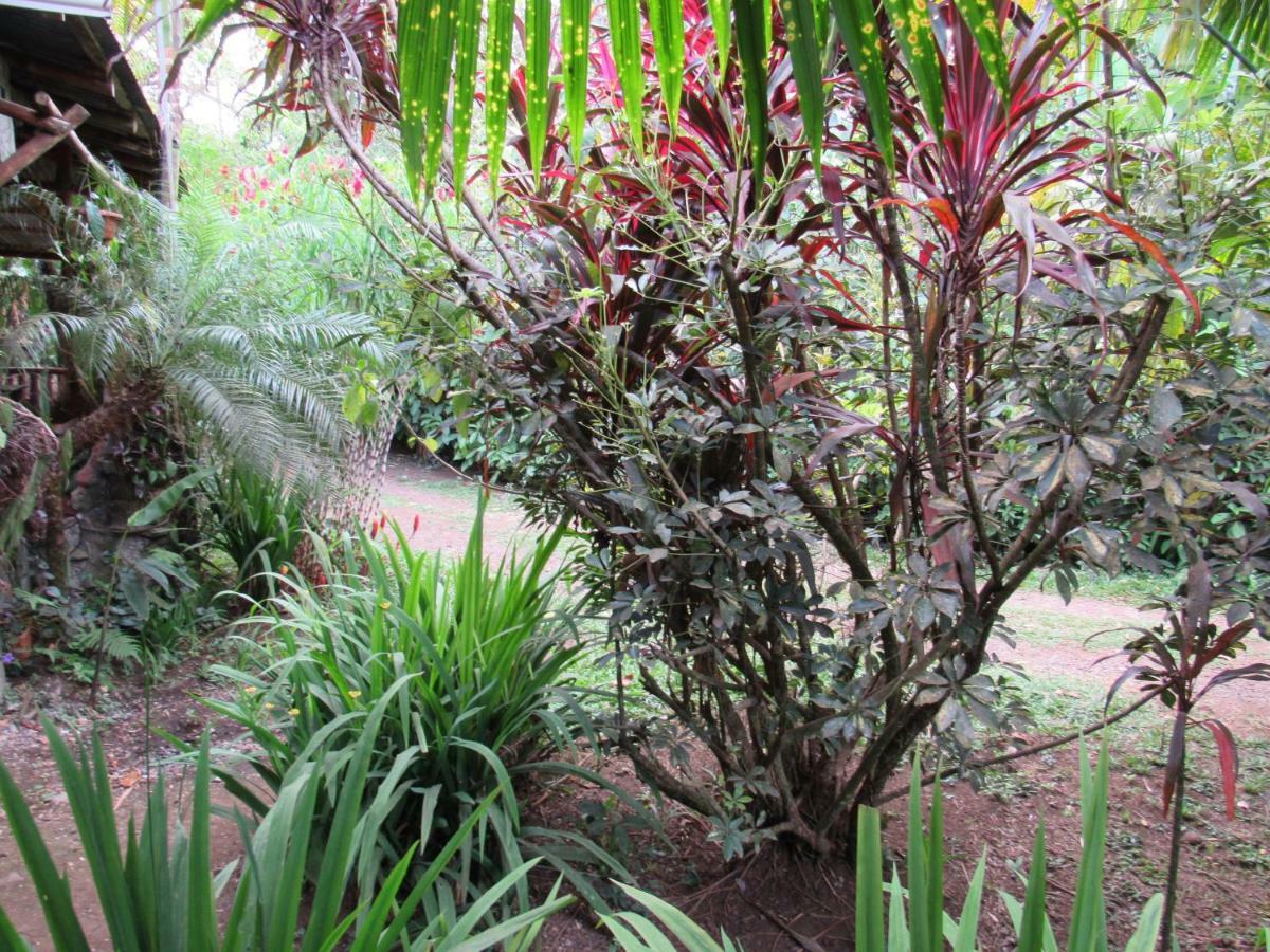 Finca Verde Lodge Bijagua Ngoại thất bức ảnh